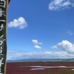 網走市、能取湖畔に広がる日本一のサンゴ草群生地
