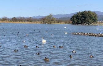阿賀野市、白鳥の渡来地である瓢湖