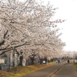 藍住町、子供の遊具なども揃う桜づつみ公園は地元の桜の名所