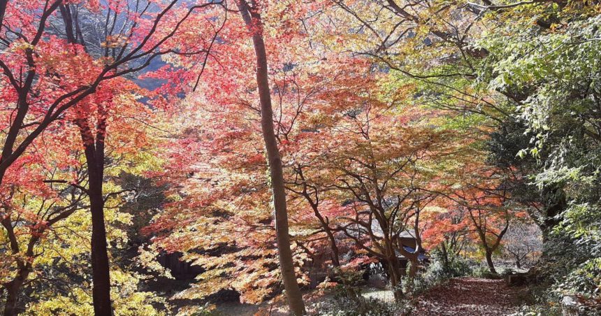安芸太田町、国の特別名勝にもなっている三段峡の紅葉風景