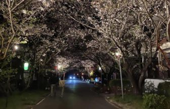 阿南市、岩脇公園桜まつりの夜の景色