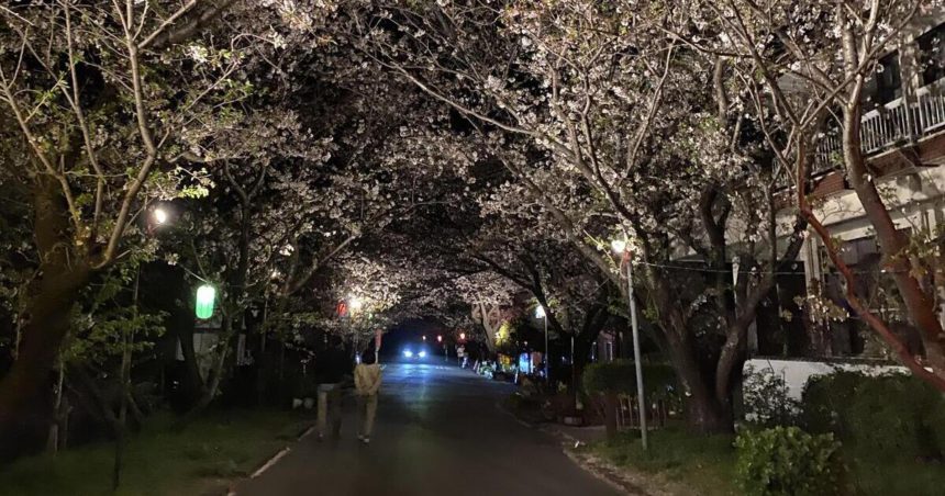 阿南市、岩脇公園桜まつりの夜の景色
