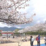朝倉市菩提寺、春の桜の名所としても知られる甘木公園の風景