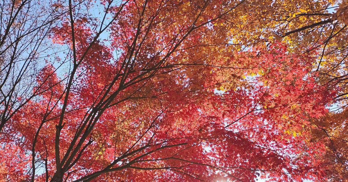 安曇野市、秋には美しい紅葉が溢れ、赤く染まる景色