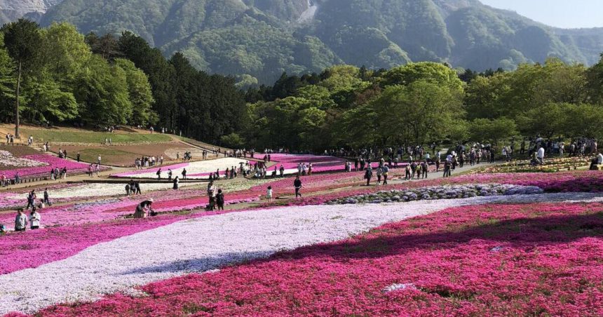 秩父市、羊山公園の40万株以上の芝桜