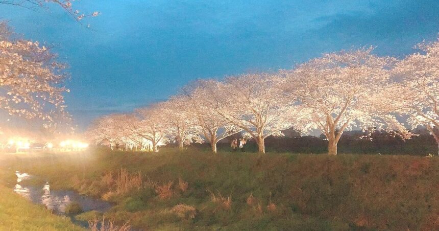 筑前町久光、春の桜の名所、草場川の桜並木風景