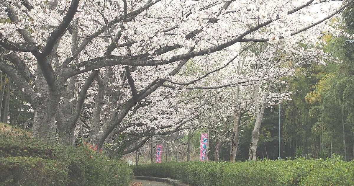 知多市金沢、ベティさんの家旭公園で見る春の桜風景