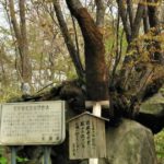 伊達市有珠町、有珠善光寺内にあり、蝦夷山桜が咲く樹齢200年の記念保護樹、石割桜