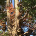 えびの市霧島屋久国立公園、六観音御池の巨木杉