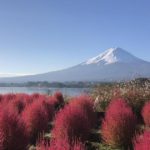 富士河口湖町、大石公園のコキアと富士山