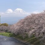 富士市、潤井川から見える桜と富士山