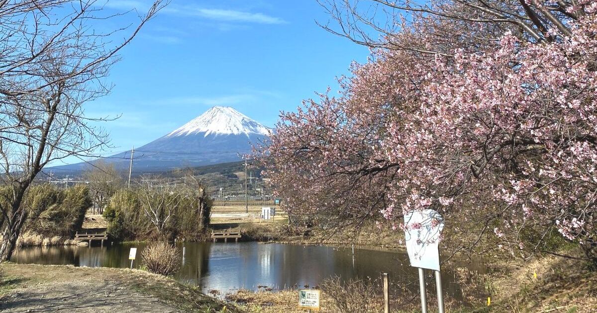 富士市から望む富士山、春の訪れを感じさせる風景