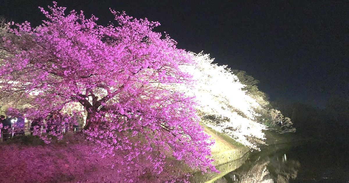 福岡市中央区城内、桜の季節には市内随一の人気スポットになる舞鶴公園のライトアップ風景