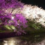 福岡市中央区、舞鶴公園の夜桜