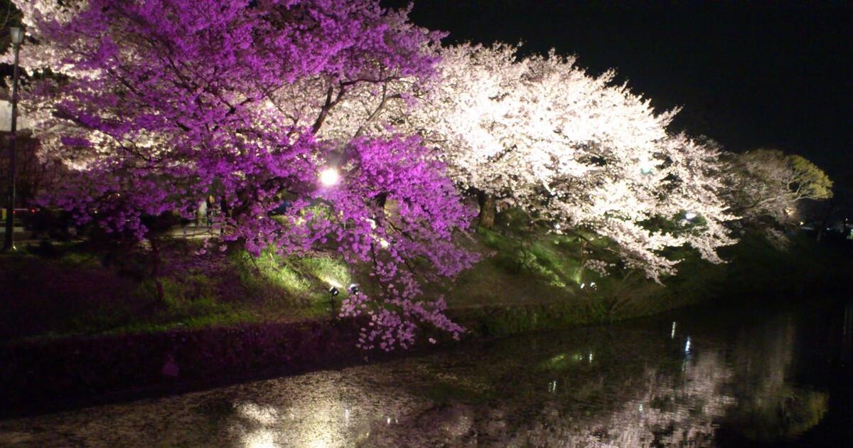 福岡市中央区、舞鶴公園の夜桜