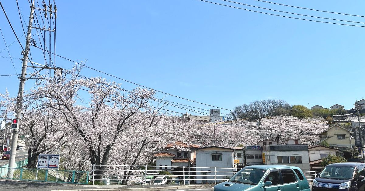 福山市内の住宅街と春の桜風景