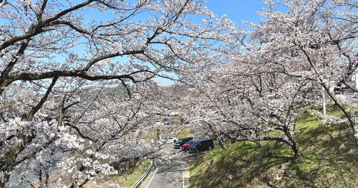 福山市伊勢丘、春の桜の名所にもなっている雑司池の風景