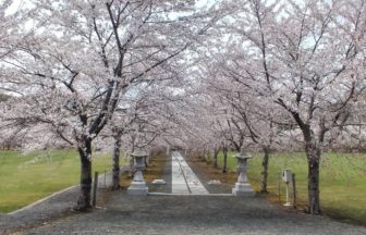 古平町、約220m続く参道の両側に咲く、明和神社の桜