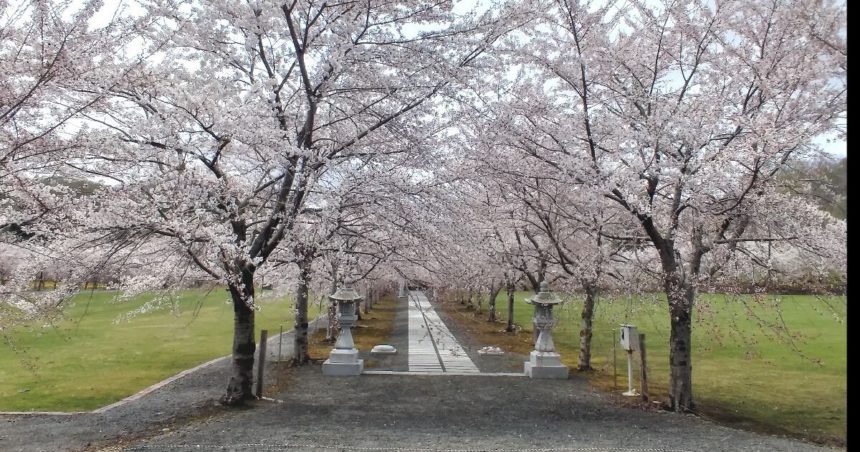 古平町、約220m続く参道の両側に咲く、明和神社の桜