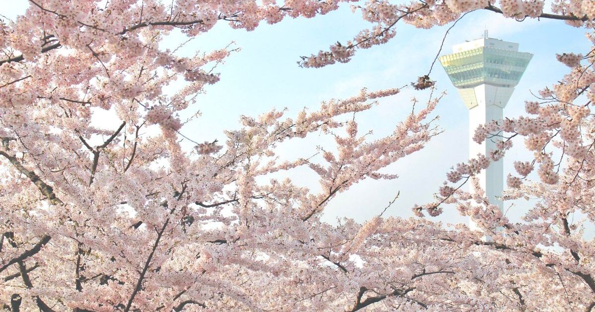 函館市の五稜郭公園に咲く桜と五稜郭タワーの風景