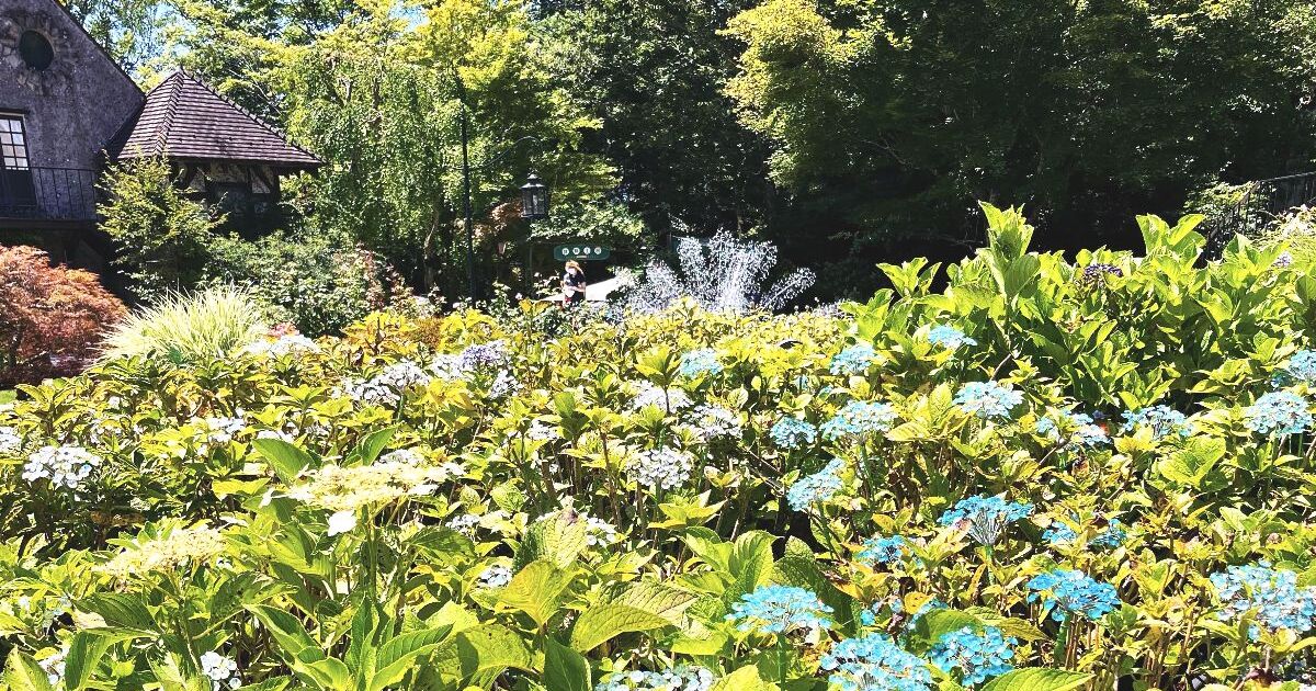 箱根町仙石原、約70種、4500株のあじさいが咲く、箱根ガラスの森美術館のあじさい庭園