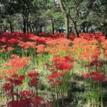 日高市高麗本郷、秋には約500万本もの曼珠沙華が咲き誇る、巾着田曼珠沙華公園