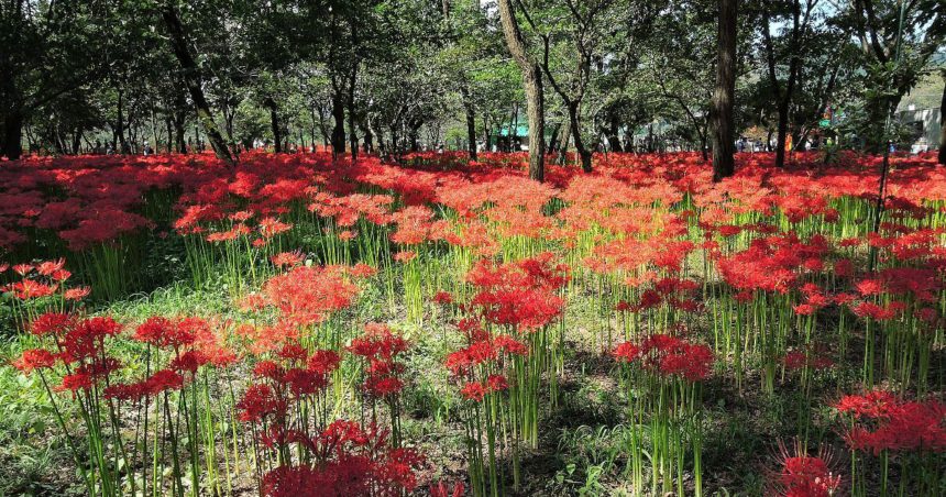 日高市高麗本郷、秋には約500万本もの曼珠沙華が咲き誇る、巾着田曼珠沙華公園