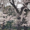 日野市、地域の桜の名所でもある多摩平第8公園