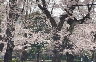 日野市、地域の桜の名所でもある多摩平第8公園