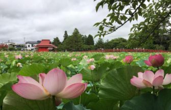 平川市、猿賀神社に咲く蓮の花
