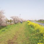 平塚市西真土、毎年4月には桜まつりも行われる渋田川沿いの桜並木