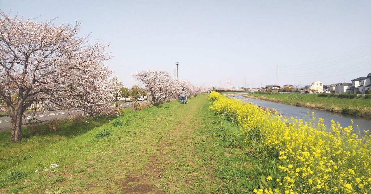 平塚市西真土、毎年4月には桜まつりも行われる渋田川沿いの桜並木