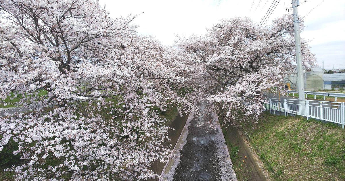 平塚市内を南北に流れる二級河川、渋田川の風景