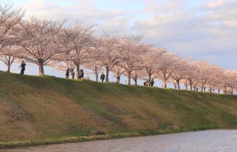 小野市住永町、約650本の桜並木が続く、おの桜づつみ回廊