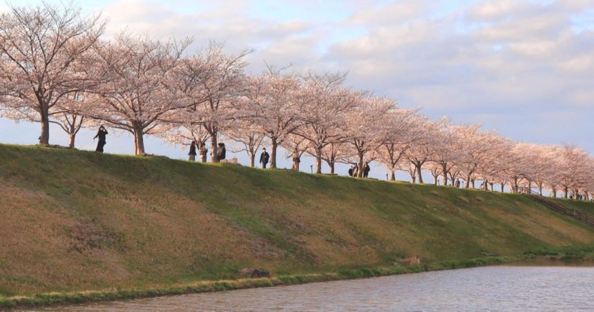 小野市住永町、約650本の桜並木が続く、おの桜づつみ回廊