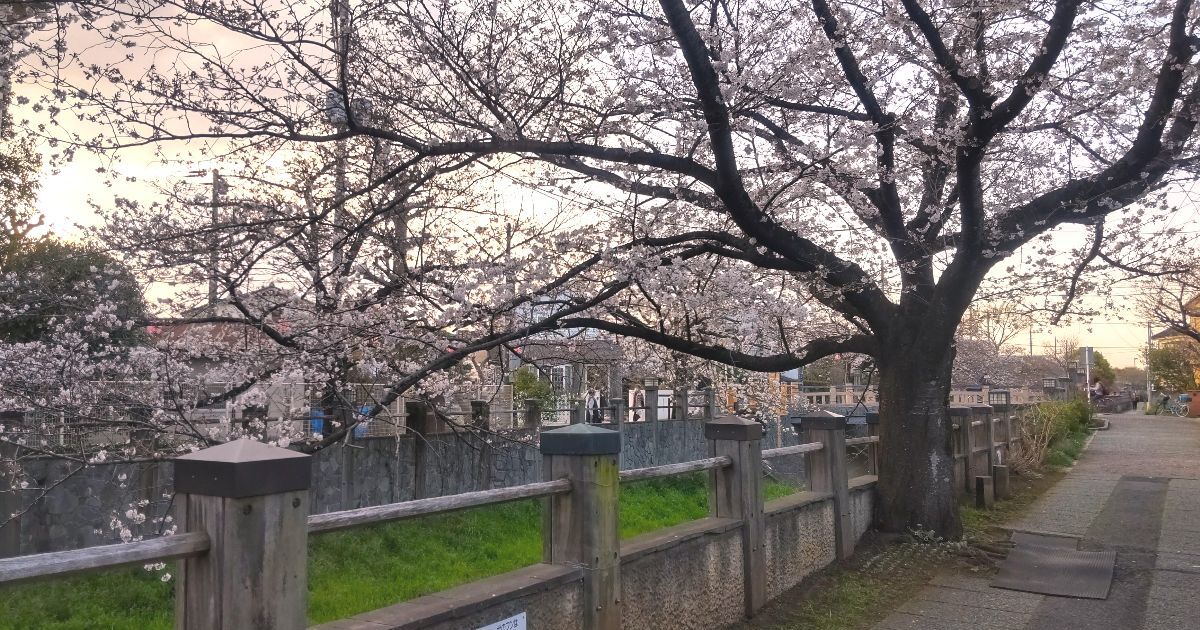 市川市八幡、冨貴島橋周辺に咲く春の桜と夕暮れの風景