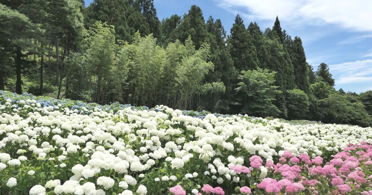 一関市舞川、毎年6月頃には紫陽花の美しい景色に彩られる、みちのくあじさい園