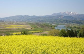 飯山市瑞穂、鮮やかな黄色の景色が広がる菜の花公園