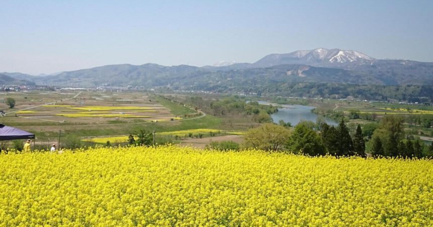 飯山市瑞穂、鮮やかな黄色の景色が広がる菜の花公園
