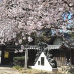 稲沢市祖父江町、美しい桜が咲くスポットとしても知られる祐専寺