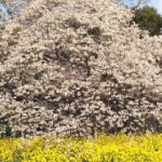印西市吉高、樹齢300年以上の市の天然記念物、吉高の大桜