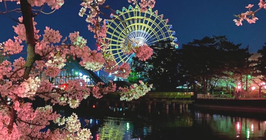 伊勢崎市華蔵寺町、夜桜のライトアップが美しい華蔵寺公園