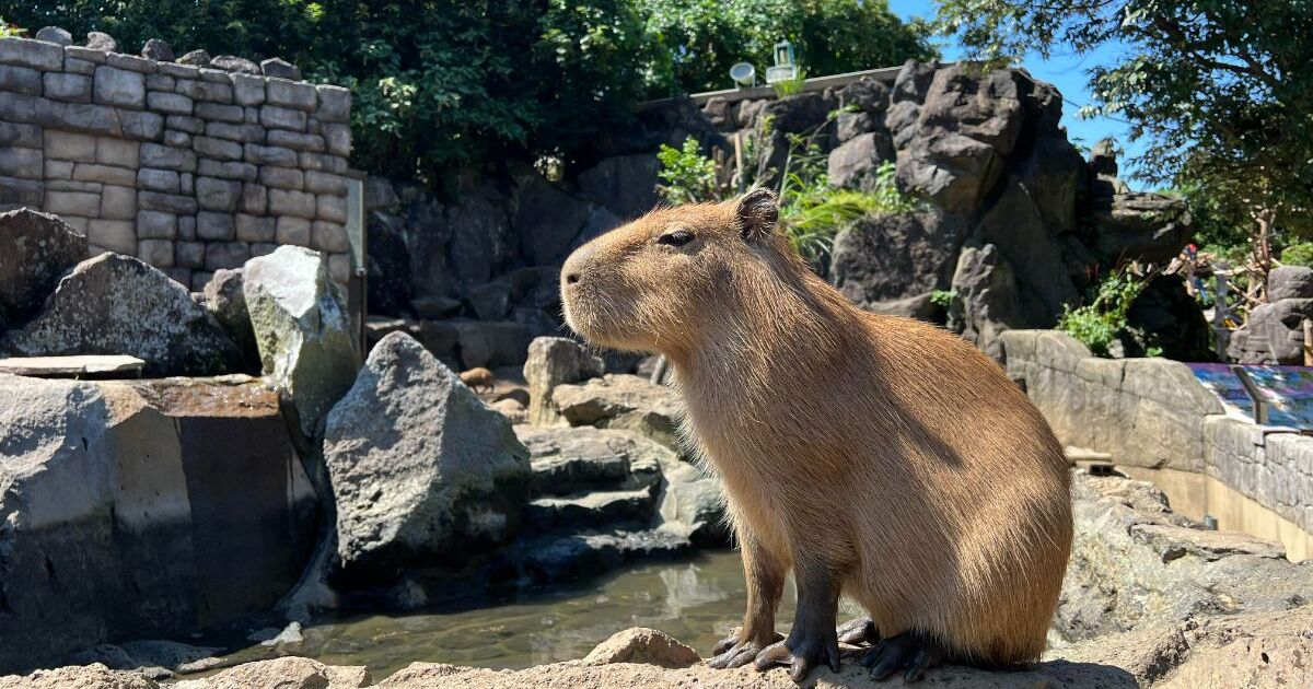 伊東市富戸、サボテンと動物のテーマパーク、伊豆シャボテン動物公園に暮らすカピバラたち
