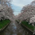 岩倉市、約4000本の桜並木が続く五条川の景色