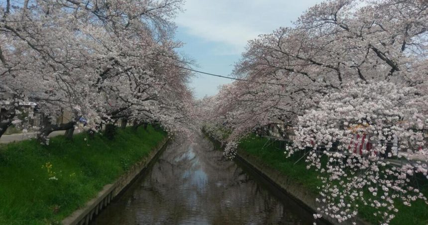 岩倉市、約4000本の桜並木が続く五条川の景色