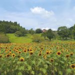 鹿児島市犬迫町、夏にひまわりが咲き誇る名所、鹿児島都市農業センターの四季の花園