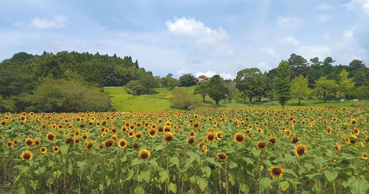 鹿児島市犬迫町、夏にひまわりが咲き誇る名所、鹿児島都市農業センターの四季の花園