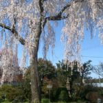 かほく市上山田、樹齢120年を超え、今なお美しく咲く、喜多家しだれ桜