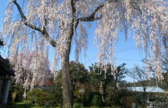 かほく市上山田、樹齢120年を超え、今なお美しく咲く、喜多家しだれ桜