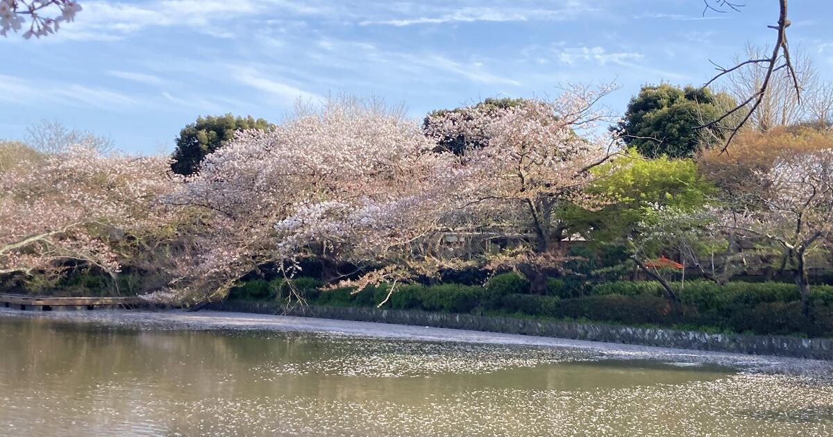 鎌倉市雪ノ下2丁目、鶴岡八幡宮の源平池に咲く桜
